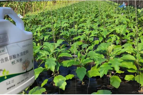 茄子秧叶子发黄如何处理,缺钾时可以浇灌硫酸二氢钾溶液