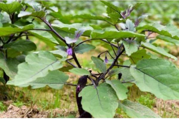 茄子秧叶子发黄如何处理,缺钾时可以浇灌硫酸二氢钾溶液