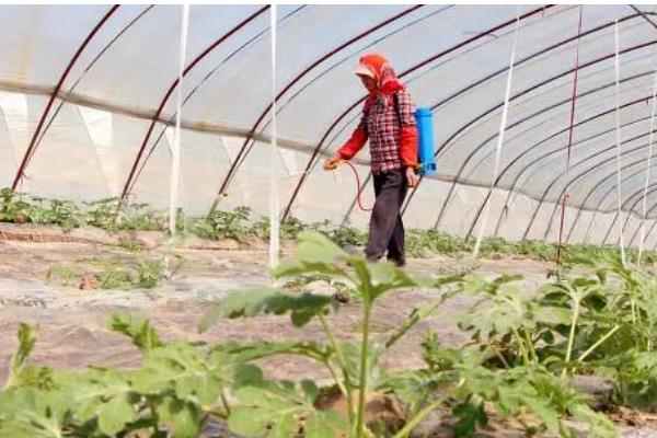 茄子秧叶子发黄如何处理,缺钾时可以浇灌硫酸二氢钾溶液