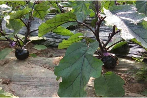 茄子秧叶子发黄如何处理,缺钾时可以浇灌硫酸二氢钾溶液