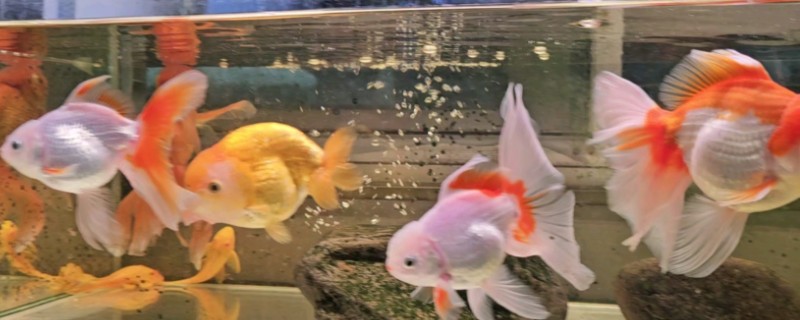 金鱼跳缸前的征兆，性格会变得异常暴躁