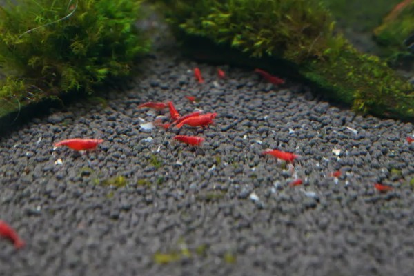 极火虾的繁殖间隔，每隔5-6月才能繁殖一次