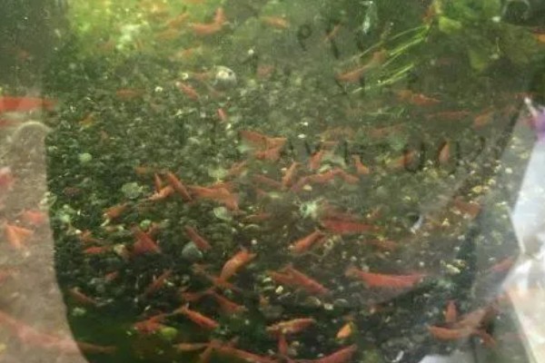 极火虾的繁殖间隔，每隔5-6月才能繁殖一次