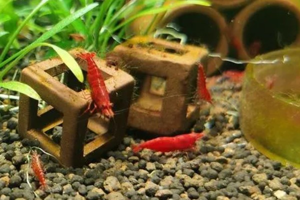 极火虾的繁殖间隔，每隔5-6月才能繁殖一次