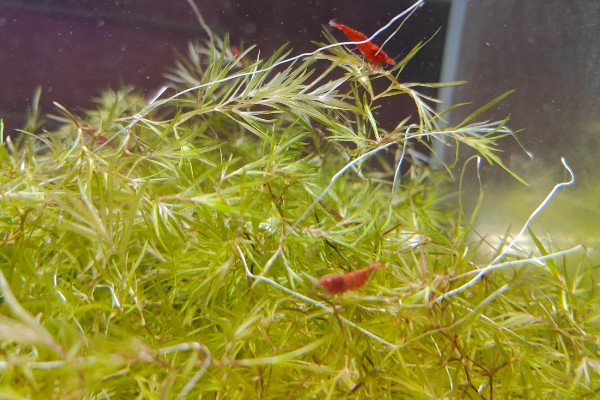 极火虾的繁殖间隔，每隔5-6月才能繁殖一次