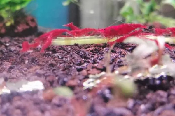 极火虾的繁殖间隔，每隔5-6月才能繁殖一次