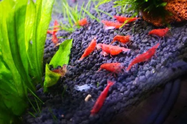 极火虾的繁殖间隔，每隔5-6月才能繁殖一次