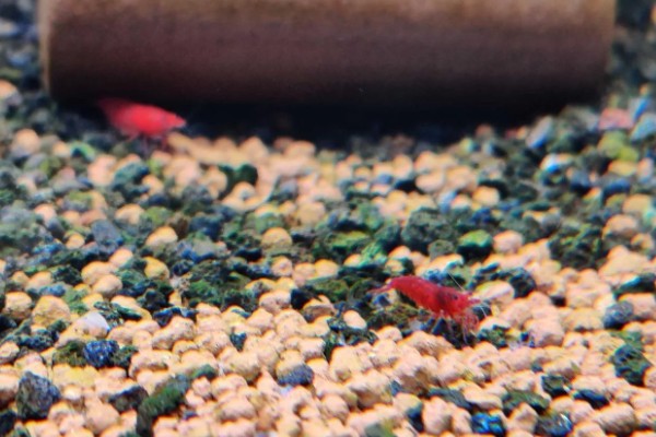 极火虾的繁殖间隔，每隔5-6月才能繁殖一次