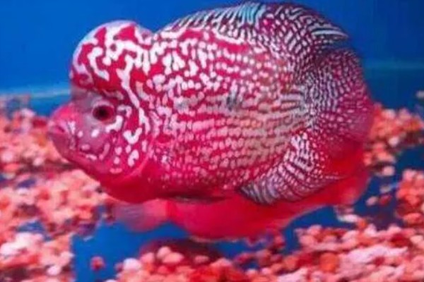 养罗汉鱼要不要放盐，换水、罗汉鱼生病时可以添加