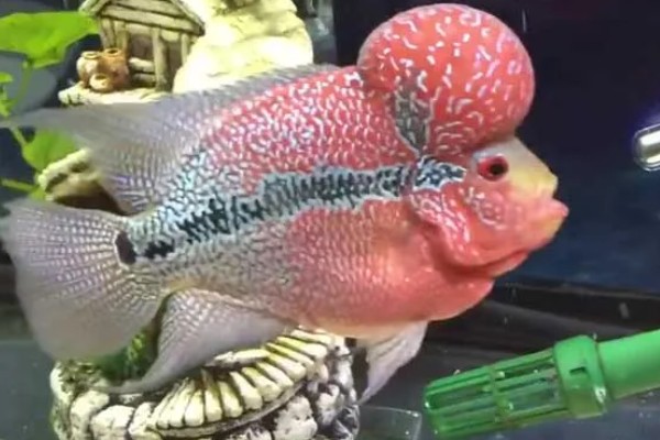 养罗汉鱼要不要放盐，换水、罗汉鱼生病时可以添加