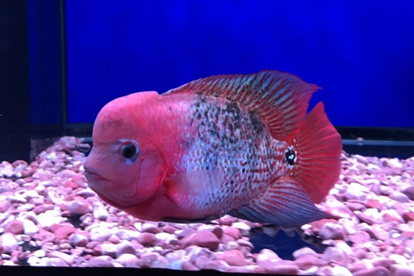 养罗汉鱼要不要放盐，换水、罗汉鱼生病时可以添加