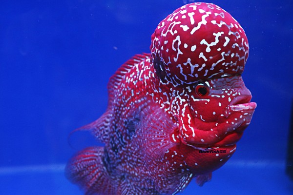 养罗汉鱼要不要放盐，换水、罗汉鱼生病时可以添加