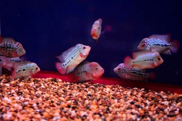 养罗汉鱼要不要放盐，换水、罗汉鱼生病时可以添加