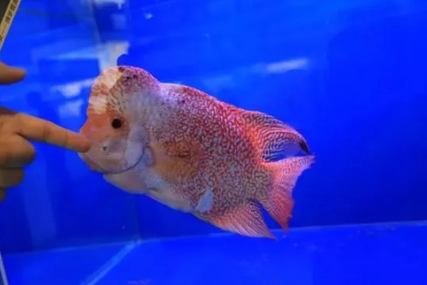 养罗汉鱼要不要放盐，换水、罗汉鱼生病时可以添加