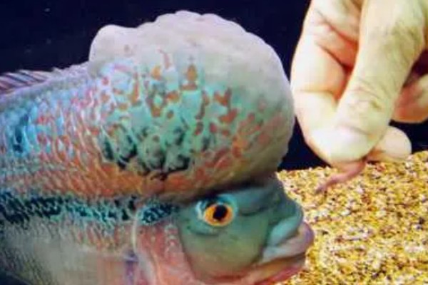 养罗汉鱼要不要放盐，换水、罗汉鱼生病时可以添加