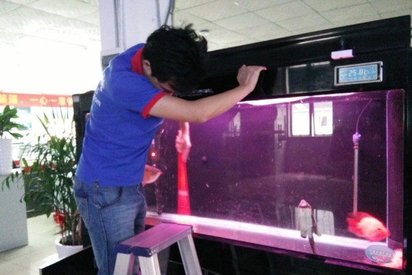 养罗汉鱼要不要放盐，换水、罗汉鱼生病时可以添加