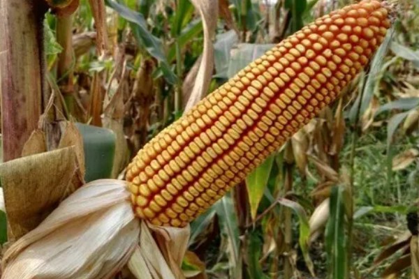 东农275玉米种的简介，从出苗至成熟需要127天左右