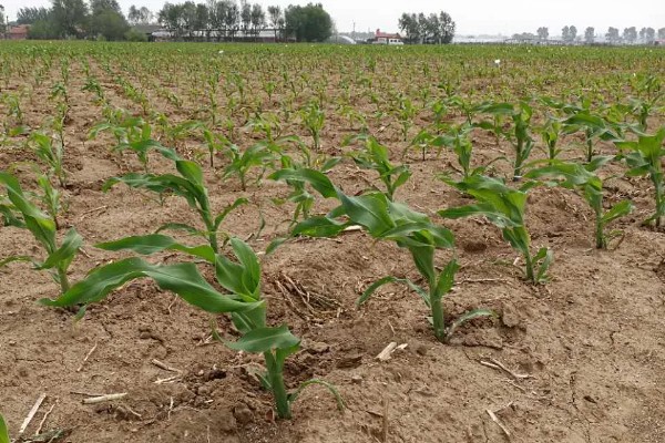 东农275玉米种的简介，从出苗至成熟需要127天左右