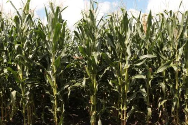 东农275玉米种的简介，从出苗至成熟需要127天左右