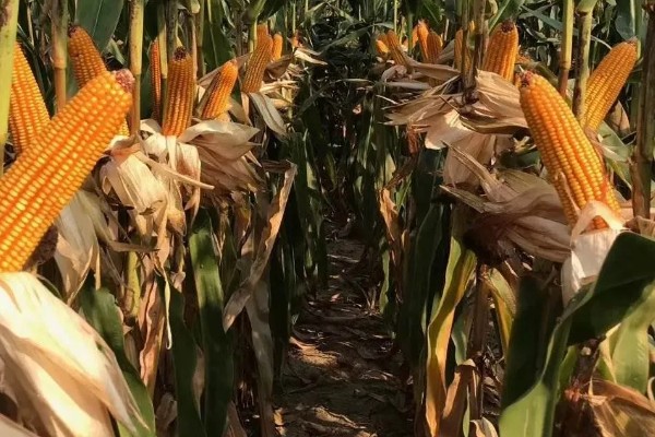 东农275玉米种的简介，从出苗至成熟需要127天左右