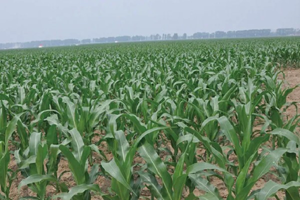 东农275玉米种的简介，从出苗至成熟需要127天左右