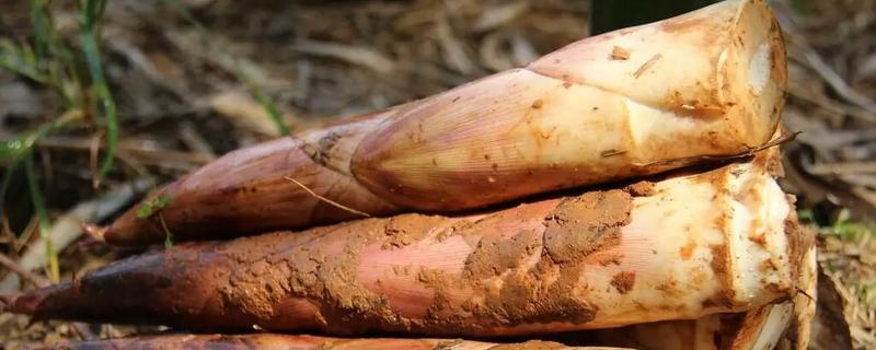 竹笋有什么好品种，尖头青笋、毛竹笋、早竹笋都是优良品种