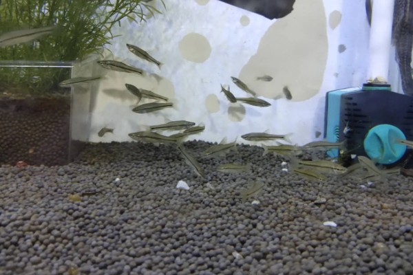 麦穗鱼的产卵量，一次可产卵300-3000粒左右