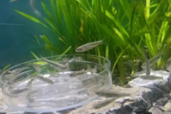 麦穗鱼的产卵量，一次可产卵300-3000粒左右