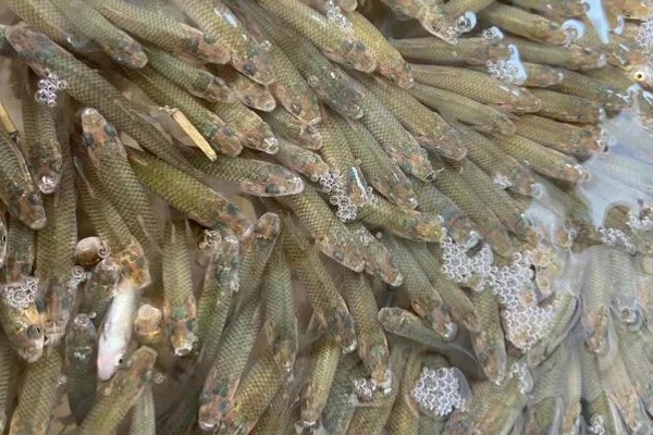 麦穗鱼的产卵量，一次可产卵300-3000粒左右