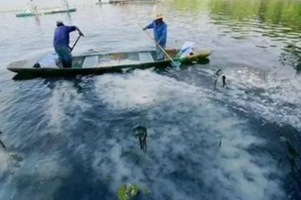 麦穗鱼的产卵量，一次可产卵300-3000粒左右