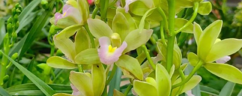 香兰的种植时间，在秋季9-10月播种