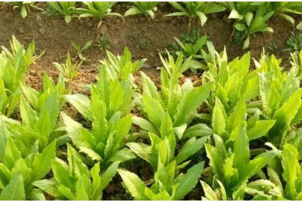 8月适合种植的蔬菜有哪些，适合种植秋播萝卜、大白菜、胡萝卜