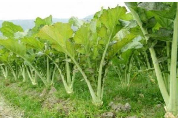 8月适合种植的蔬菜有哪些，适合种植秋播萝卜、大白菜、胡萝卜