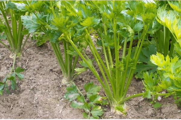 8月适合种植的蔬菜有哪些，适合种植秋播萝卜、大白菜、胡萝卜