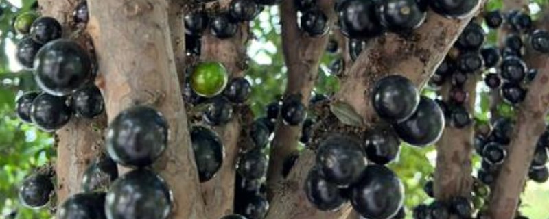 嘉宝果的育苗方法，把株行距保持在50厘米