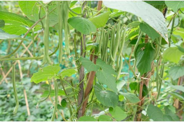 8月适合种植的蔬菜有哪些，适合种植秋播萝卜、大白菜、胡萝卜