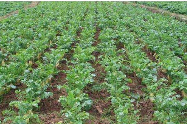 8月适合种植的蔬菜有哪些，适合种植秋播萝卜、大白菜、胡萝卜