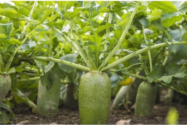 8月适合种植的蔬菜有哪些，适合种植秋播萝卜、大白菜、胡萝卜