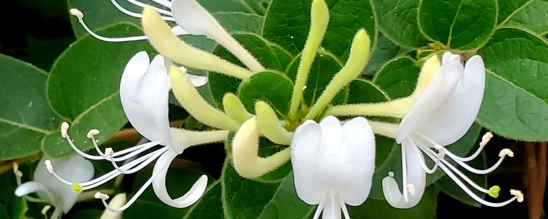 哪些花卉耐热又耐寒，常见金银花、风车茉莉等品种