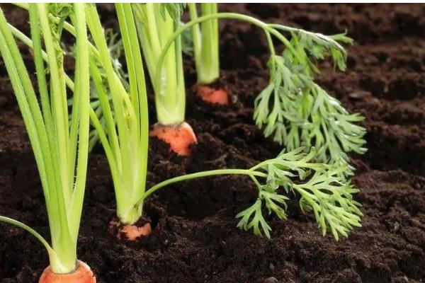 8月适合种植的蔬菜有哪些，适合种植秋播萝卜、大白菜、胡萝卜