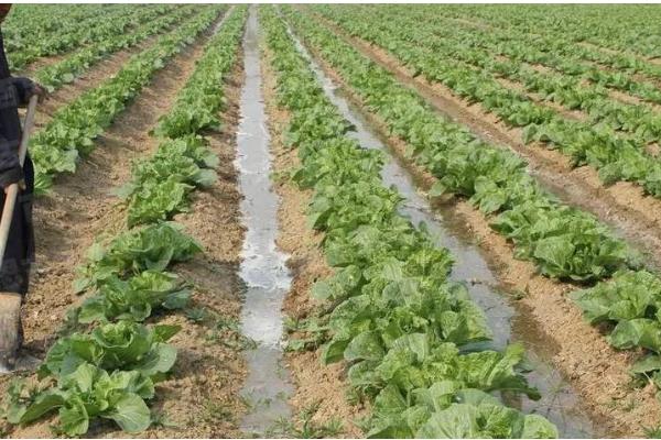 8月适合种植的蔬菜有哪些，适合种植秋播萝卜、大白菜、胡萝卜