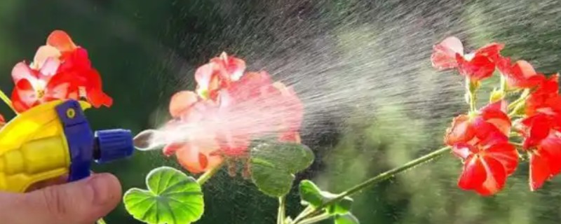 花卉蚜虫药剂如何自制，可用花椒加水熬制