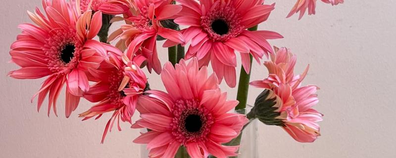 扶郎花水养存活时间，可存活20-30天左右