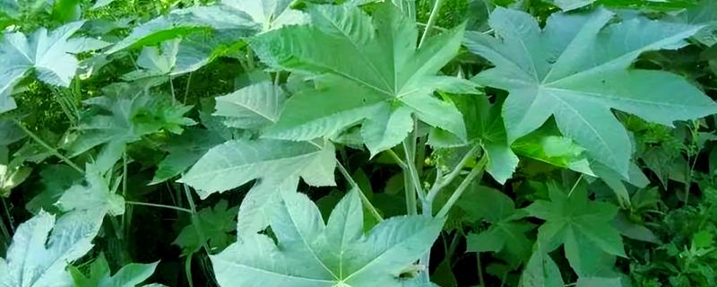 能不能种蓖麻，用途较多允许种植