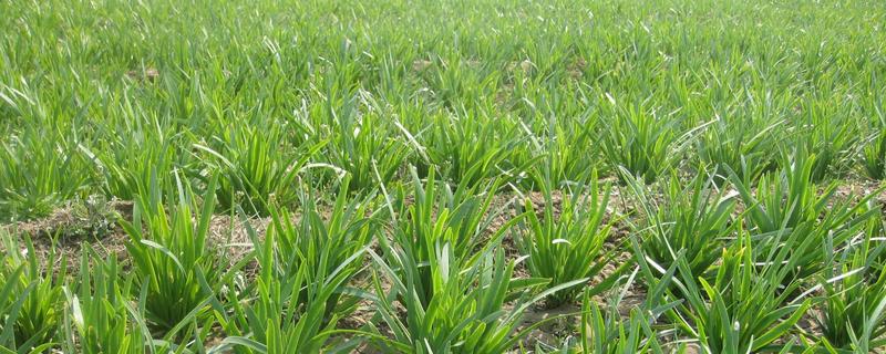 4月份适合种什么青菜，适合种植韭菜、西红柿等