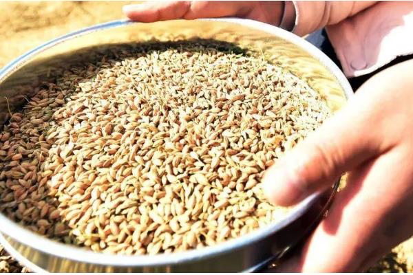 水稻的催芽技术，催芽的第一步就是晒种