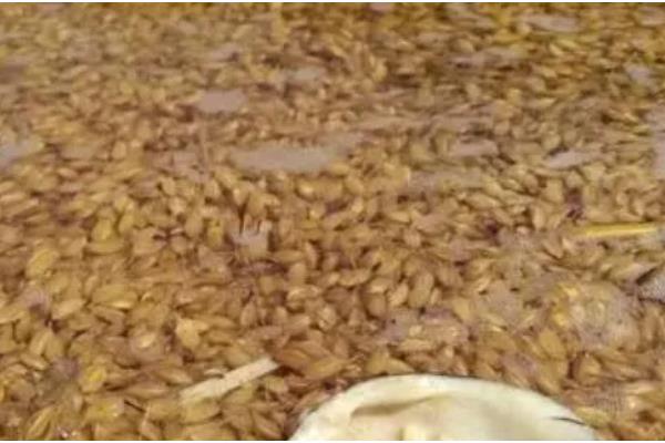 水稻的催芽技术，催芽的第一步就是晒种