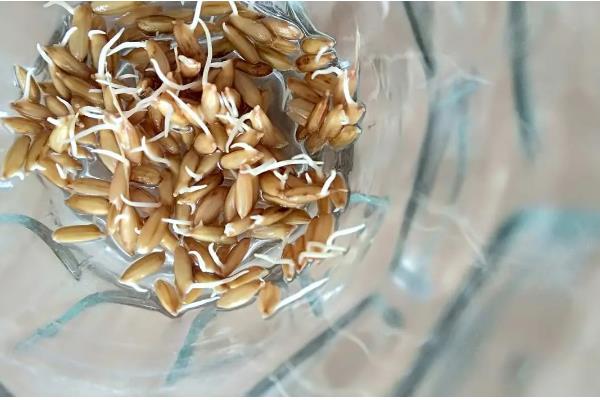 水稻的催芽技术，催芽的第一步就是晒种