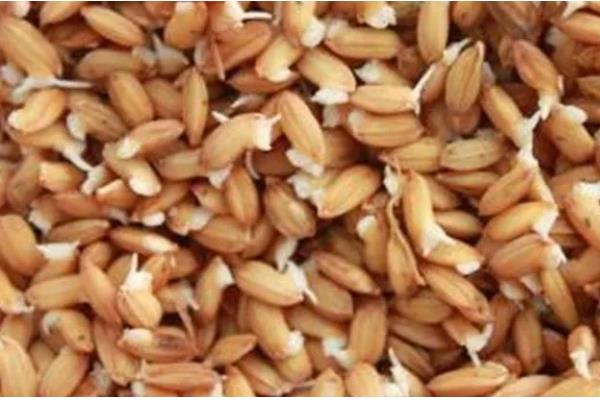 水稻的催芽技术，催芽的第一步就是晒种