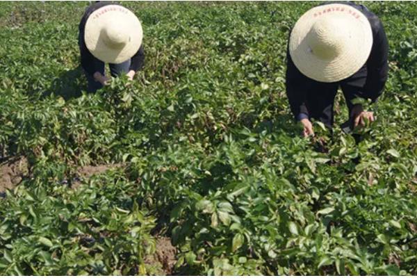 马铃薯甲虫如何防治,可化学防治也可农业防治